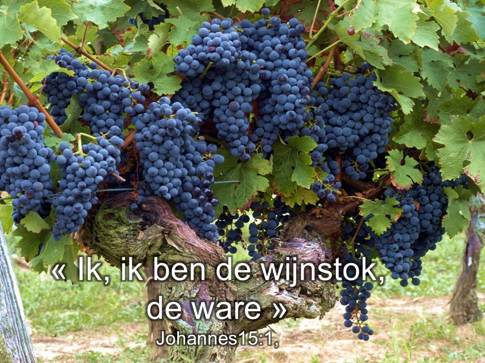 5e Zondag van Pasen ( B )